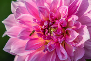 Grace in Bloom