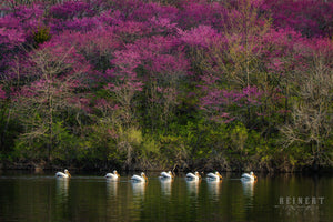 A Breath of Spring