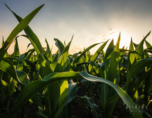 Summertime in Iowa