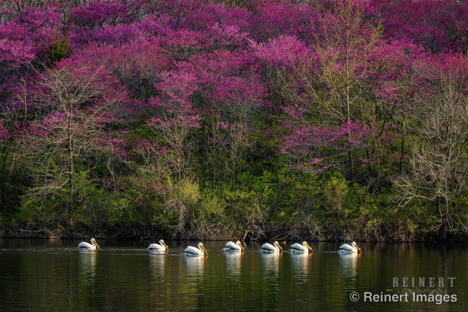 A Breath of Spring