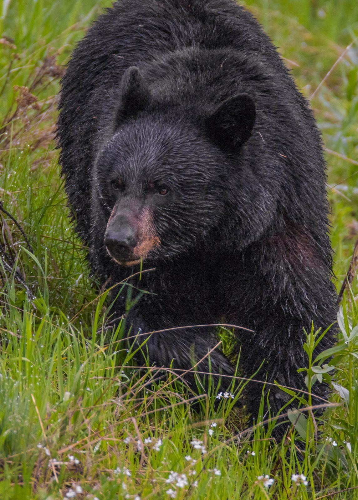 Bear Country