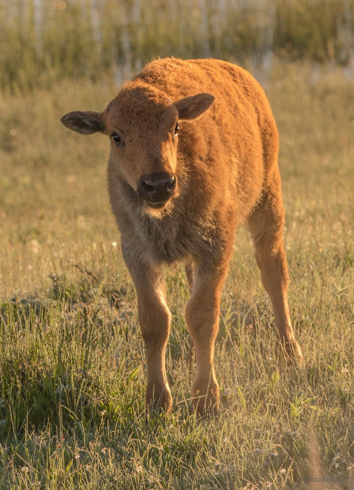 Born Wild