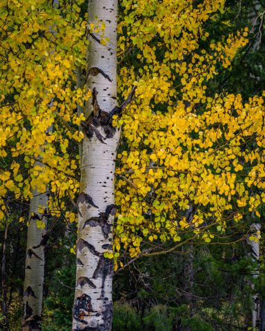 Golden Aspen