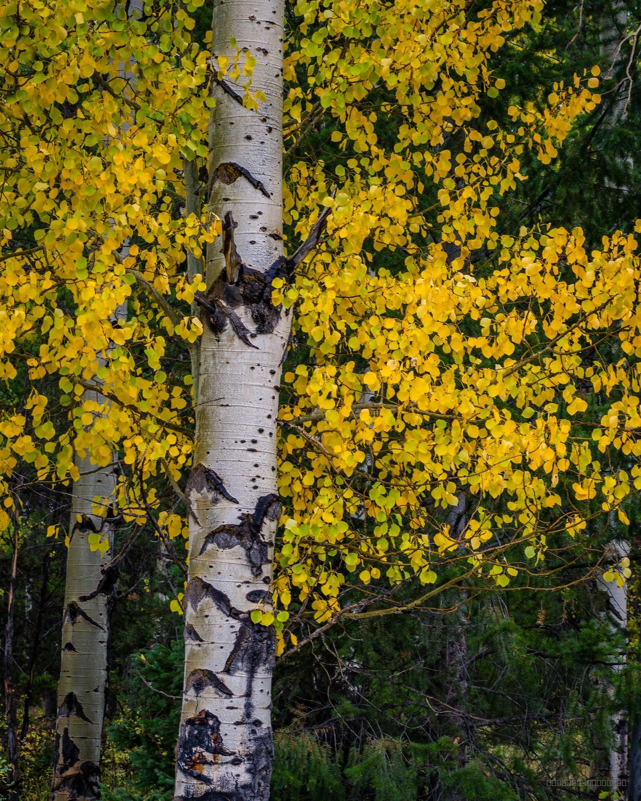 Golden Aspen