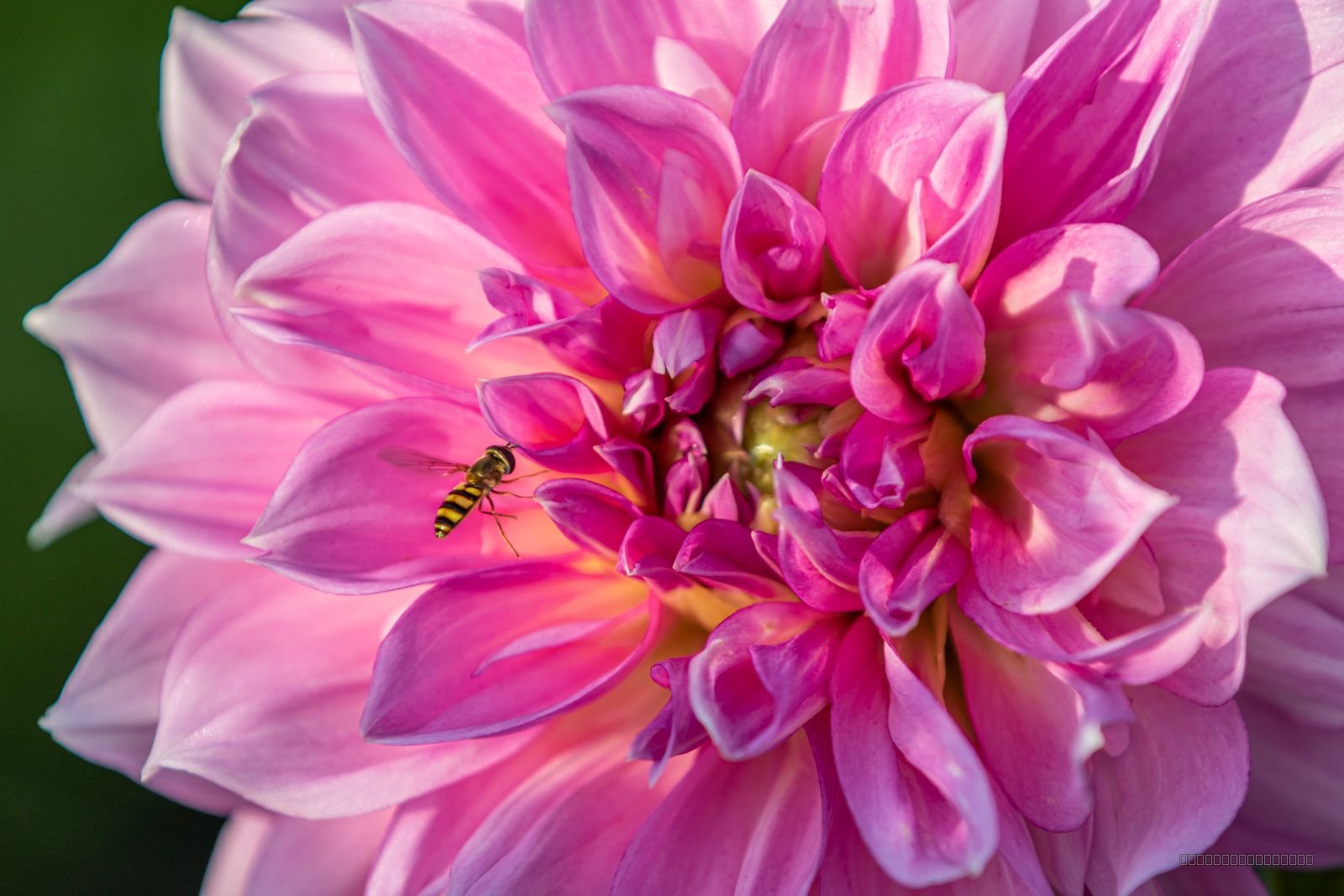 Grace In Bloom