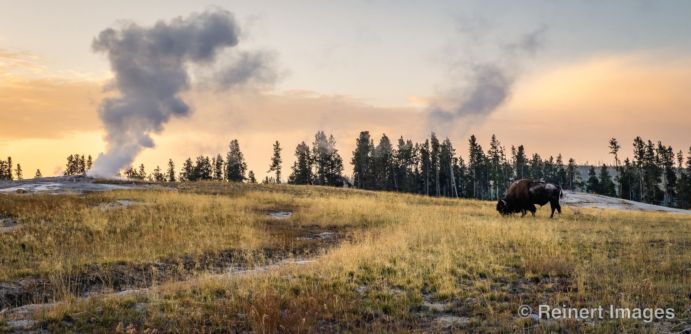 Guardian of Old Faithful