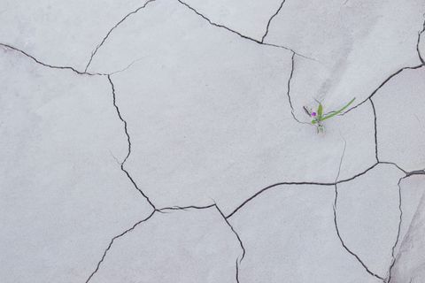 Life Finds A Way