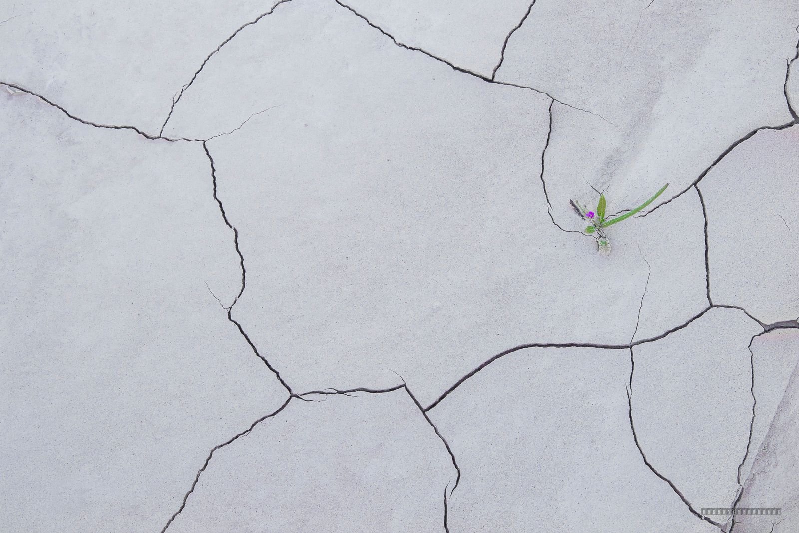 Life Finds A Way