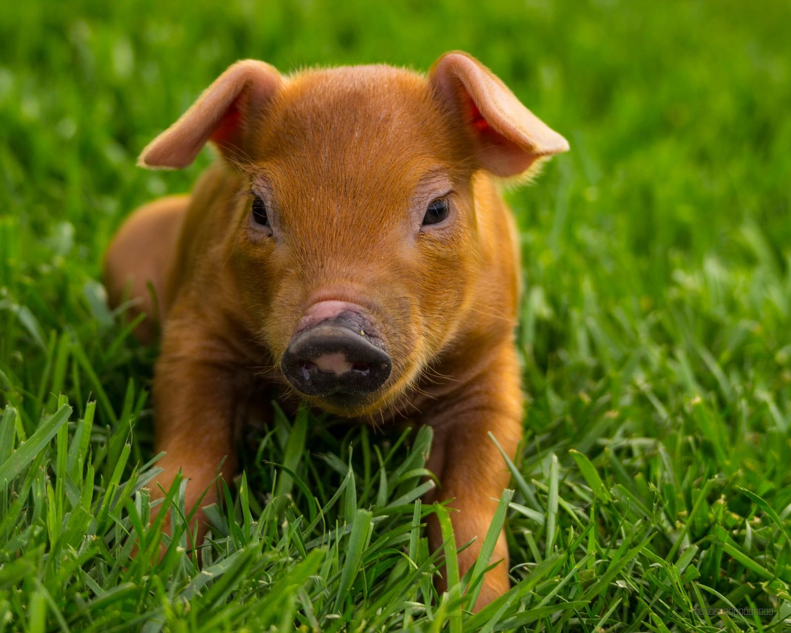 Piglet