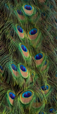 Plumage