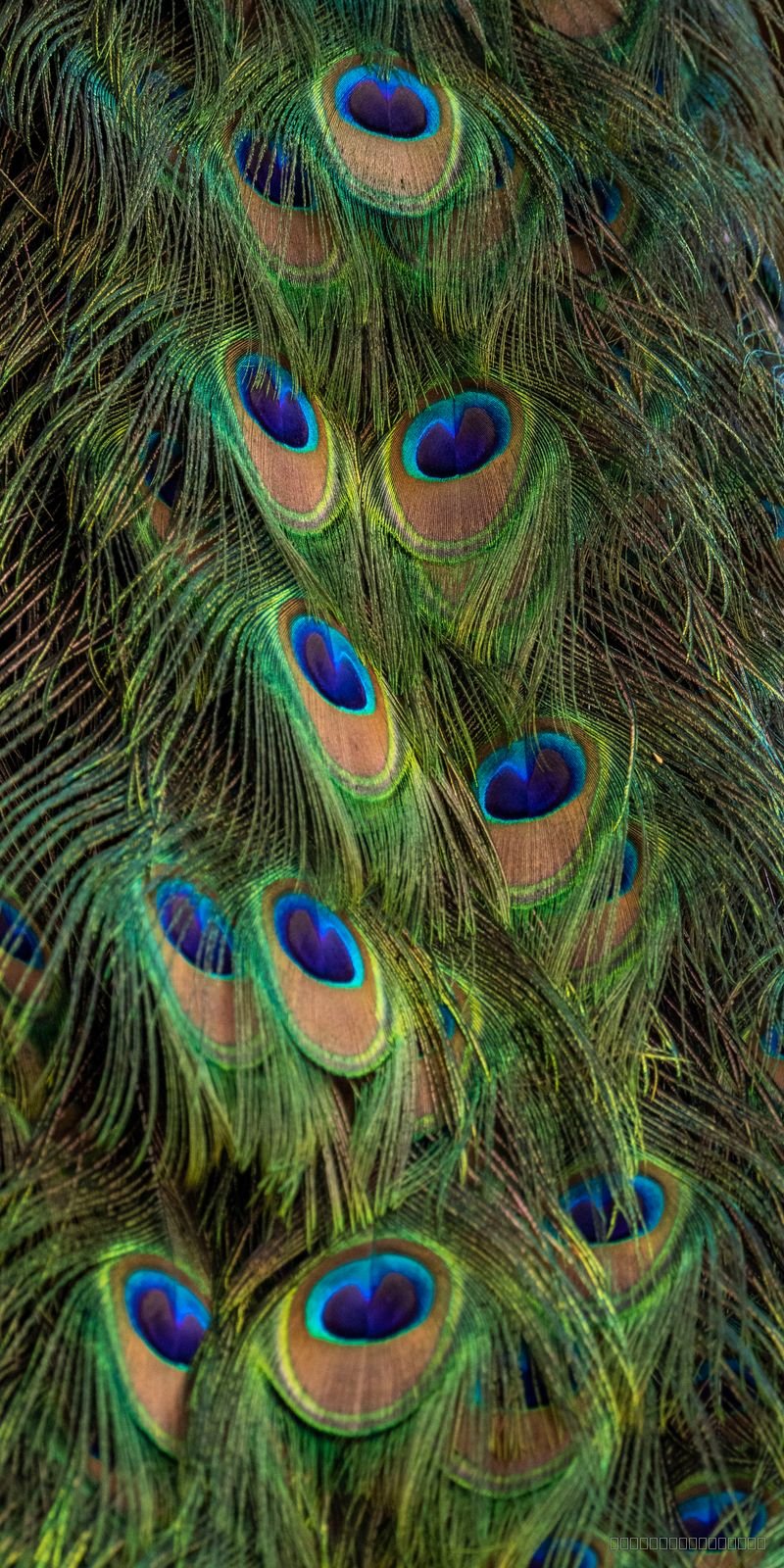 Plumage