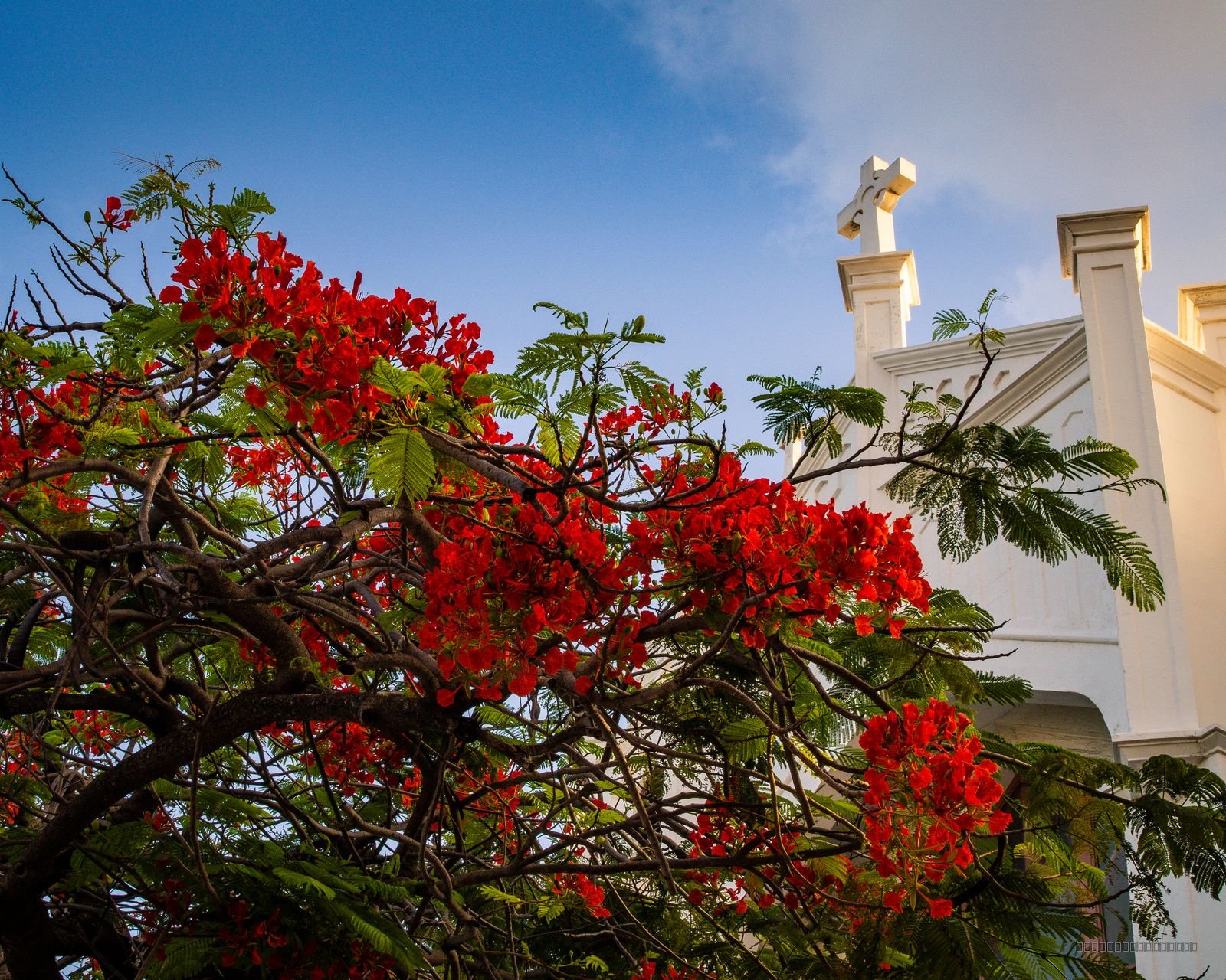 Poinciana Blooms