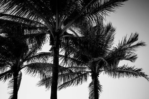 Shadows of the Tropics