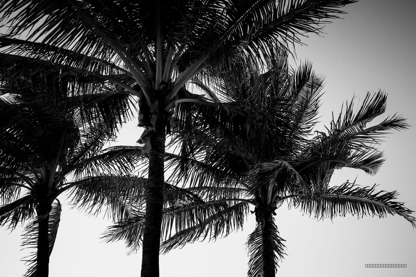 Shadows of the Tropics