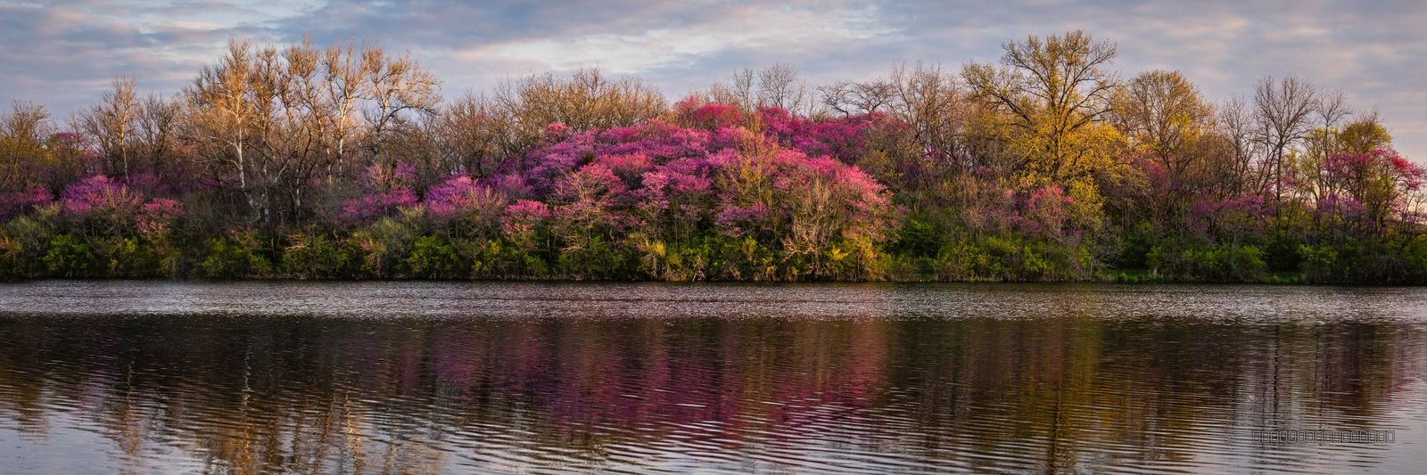 Shoreline Blush