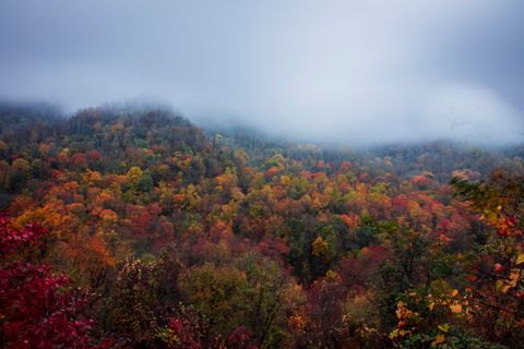 Smoky Mountain Autumn