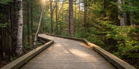 The Northwoods
