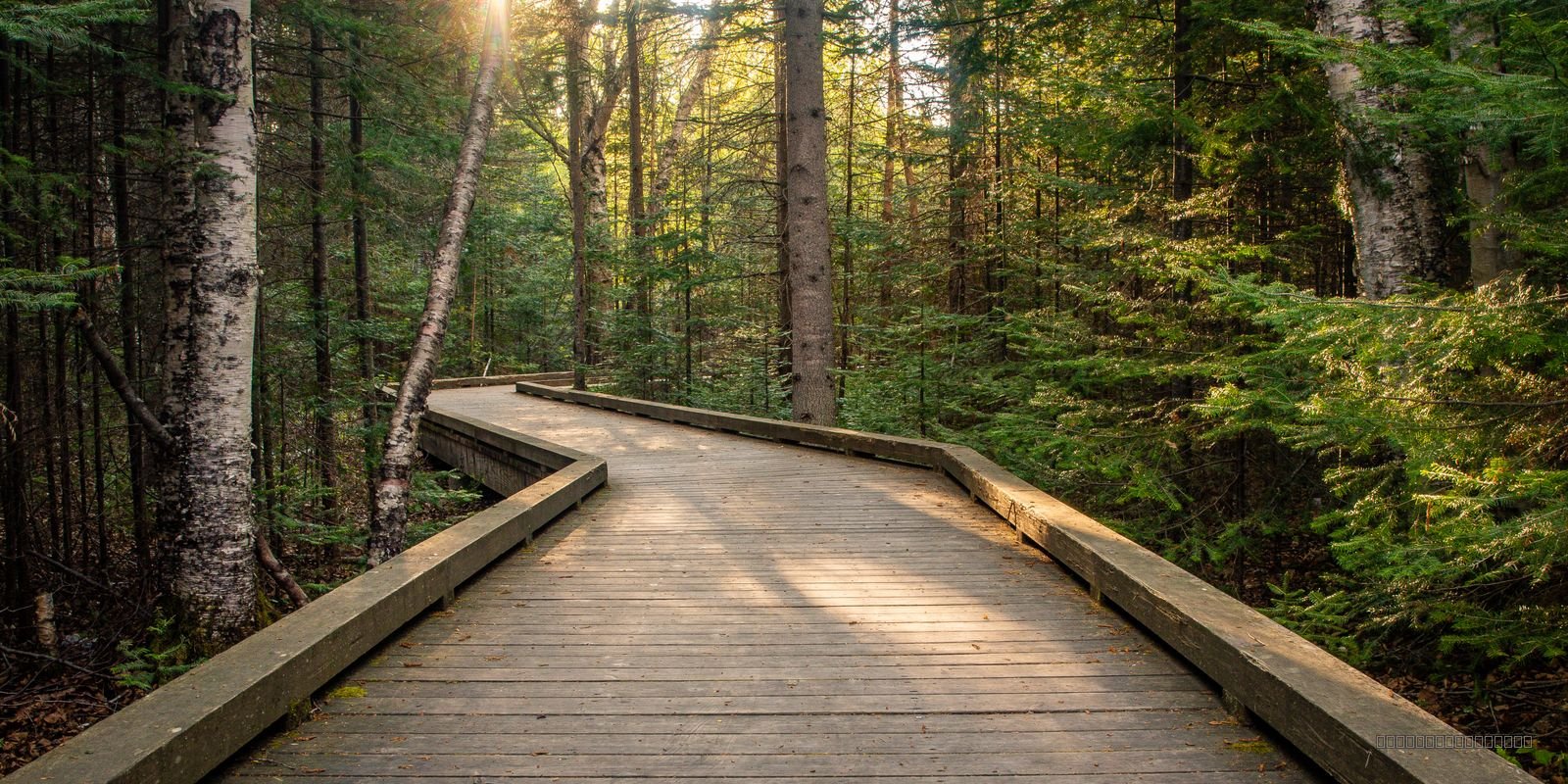 The Northwoods