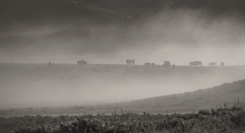 Where Bison Roam