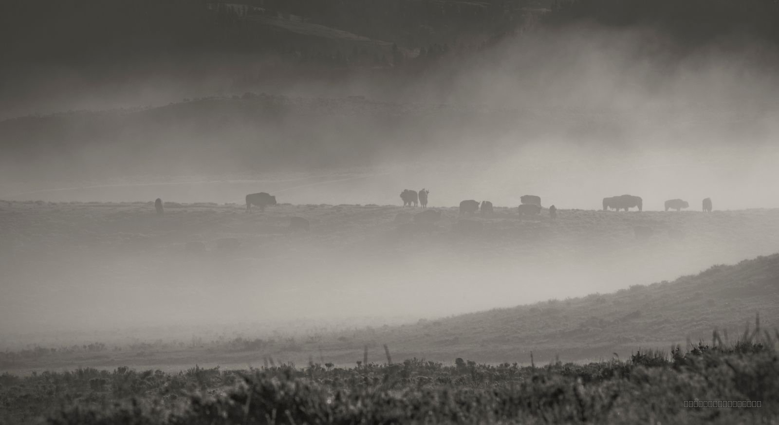 Where Bison Roam