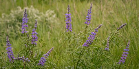Whispering Wildflowers