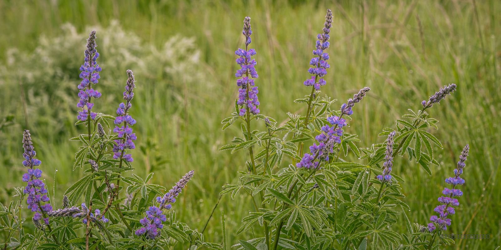 Whispering Wildflowers