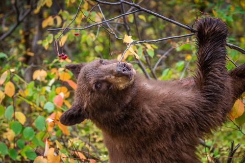 Wyoming Black Bear
